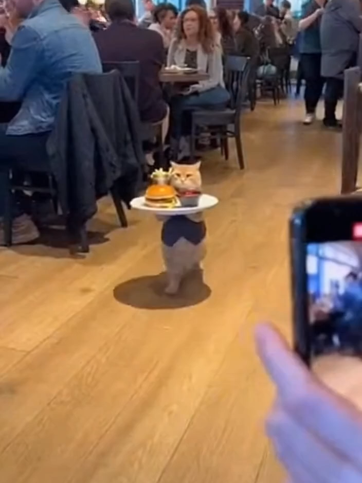 He said WRONG ORDER? Milo DESTROYED the plate 💀😂 #BaristaCat #CoffeeCat #LatteArt #MiloTheCat #Cappuccino #MorningCoffee #CatTok #CafeVibes #CutePets #SoraVideo #CoffeeLover #SpaDay #FacialMassage #RealLifeMoments #PetTok #FunnyCat #CafeChaos #OrangeCat #CatWaiter #CatFail #canada #france #spain #milotheorangecat