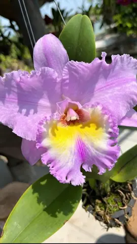 Hoa lan Cát đẹp quá cả nhà…. #hoatet2026 #hoalan #lanrung #hoalandep 