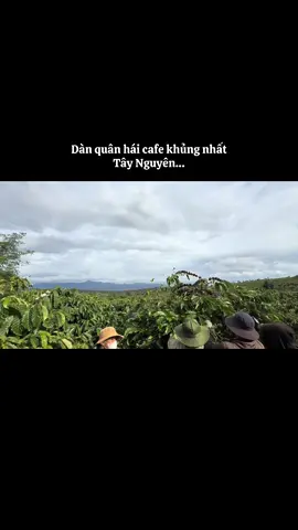 Quân hái cafe này mạnh,,, mạnh ai nấy hái 😂😂😂