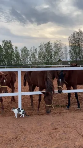 #ماشاءالله #خيل #بسه#امطار_حايل#تصويري📸 