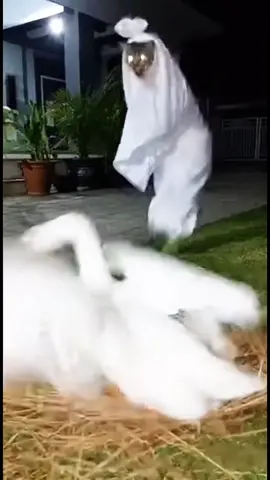 Pocong oyen haunts geese #fyp #kucinglucu#kucingvirab u #pocong #sora 