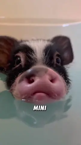 “Cute mini pig.”#fyp #animals #tiktok #foryou #viral 