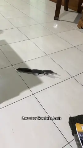 #meme #tikus #lucu agak geli tapi liatnya😨 