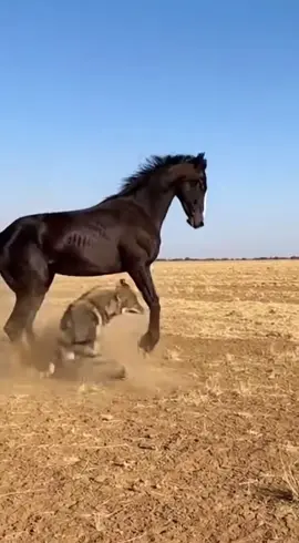 #trending #viralvideo #fyp #growmyaccount #foryou 