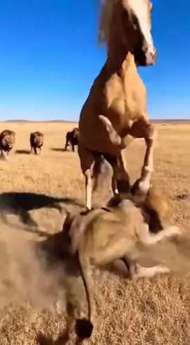 #trending #viralvideo #fyp #growmyaccount #foryou 