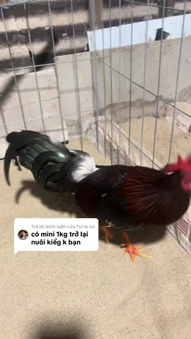 Trả lời @Tui là tui 1 kí đúng 😁 dắt đi uống cf là hết bài