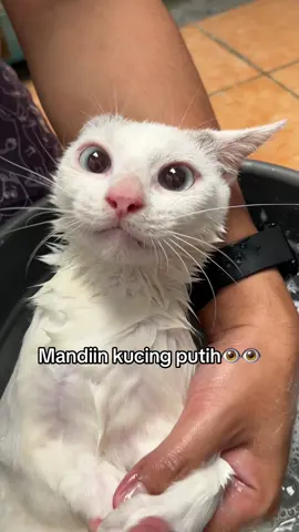 Mukanya bloon banget😭🙏🏻 #kucing #cat 