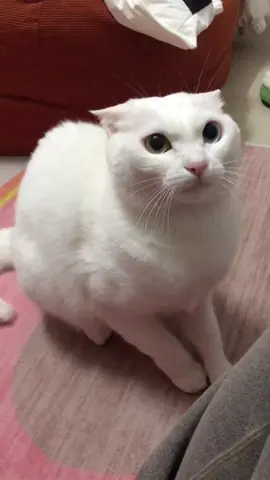 Challenge me#fyp #kitten #cat 