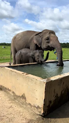 🐘 Yongki : Pagiku bersama Nenek 🩶 #gajahyongki #gajahkartijah #gajahwaykambas #gajahsumatera #gajahviral 