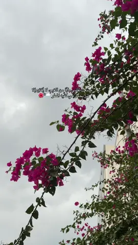 #لفني _مثل_السحايب_والمزون#محمد_عبده_فنان_العرب #الغيم_عشق☁️#اكبسلور_export #تصويري📸 