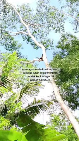 proses penebangan kayu albasia jumbo #kayualbasia #woodworking #bismillahfyp #derekkayu #katakata 