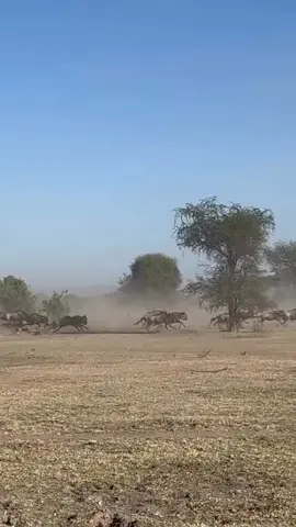 #wildifeanimals #AnimalLife #wildife 