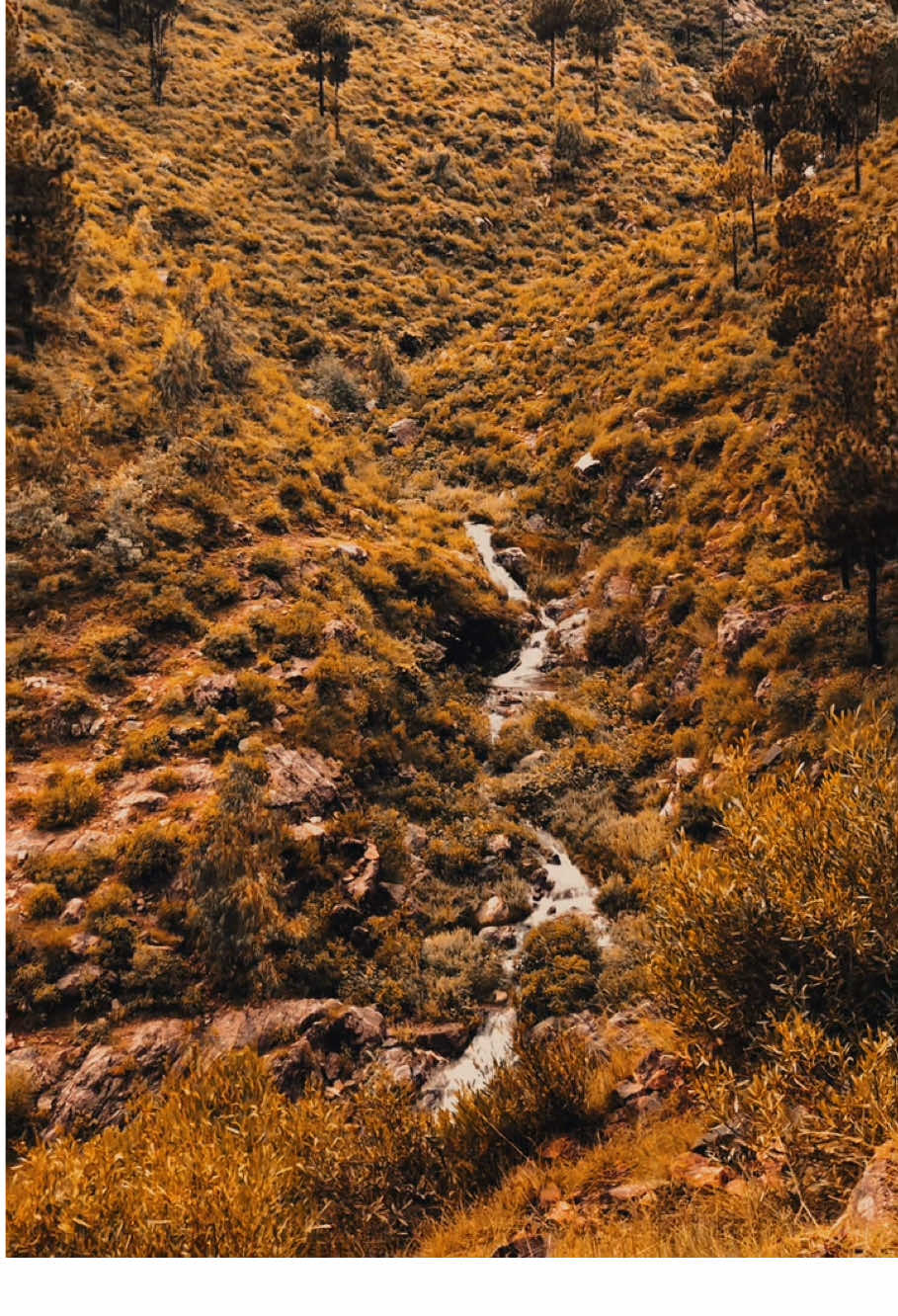 😢❤️‍🩹…#foryoupage #viaralvideo #viraltiktok #nature #1millionaudition 