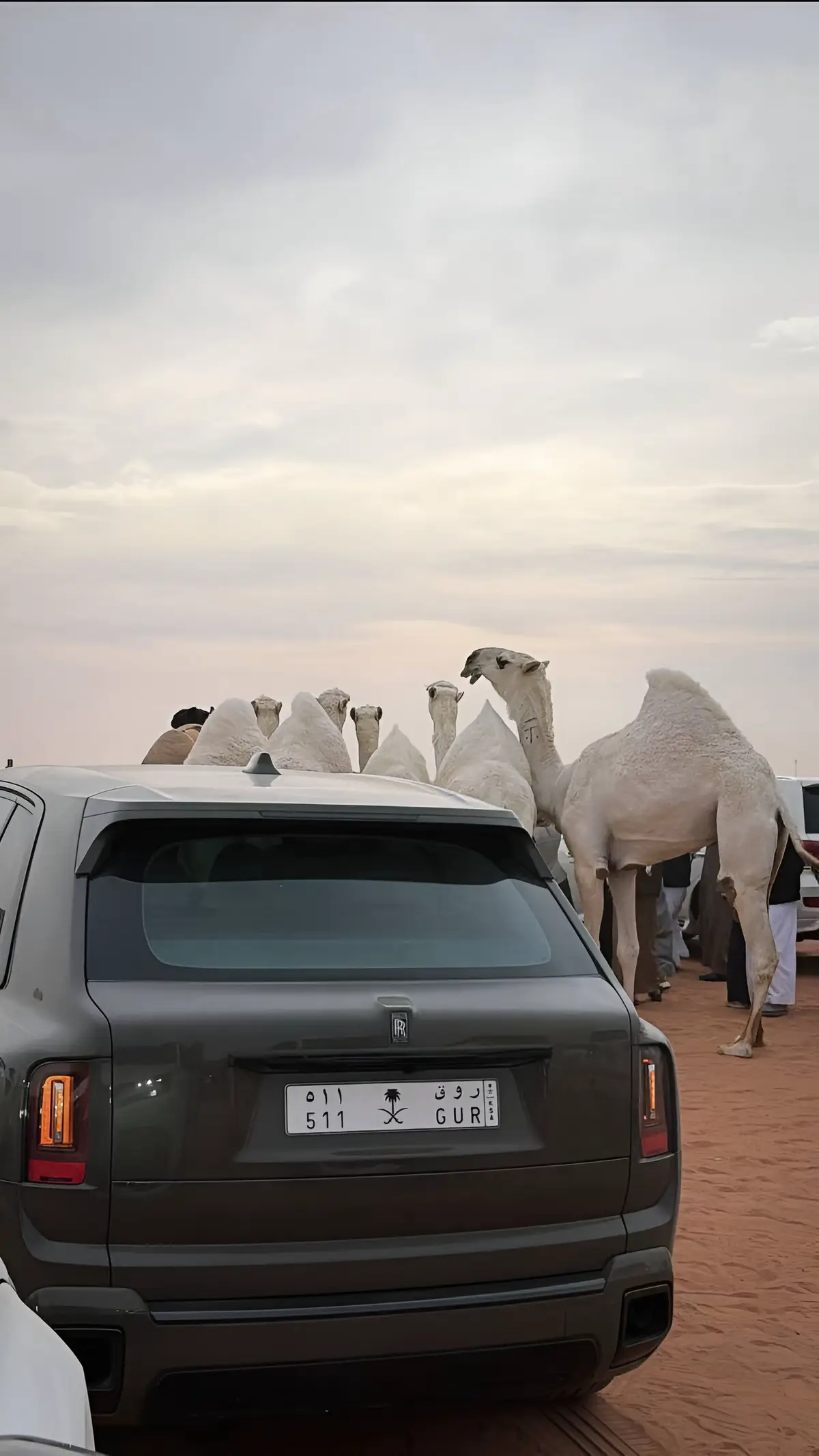 روق#عتيبه #الروقي #rollsroyce #البل #fyp 