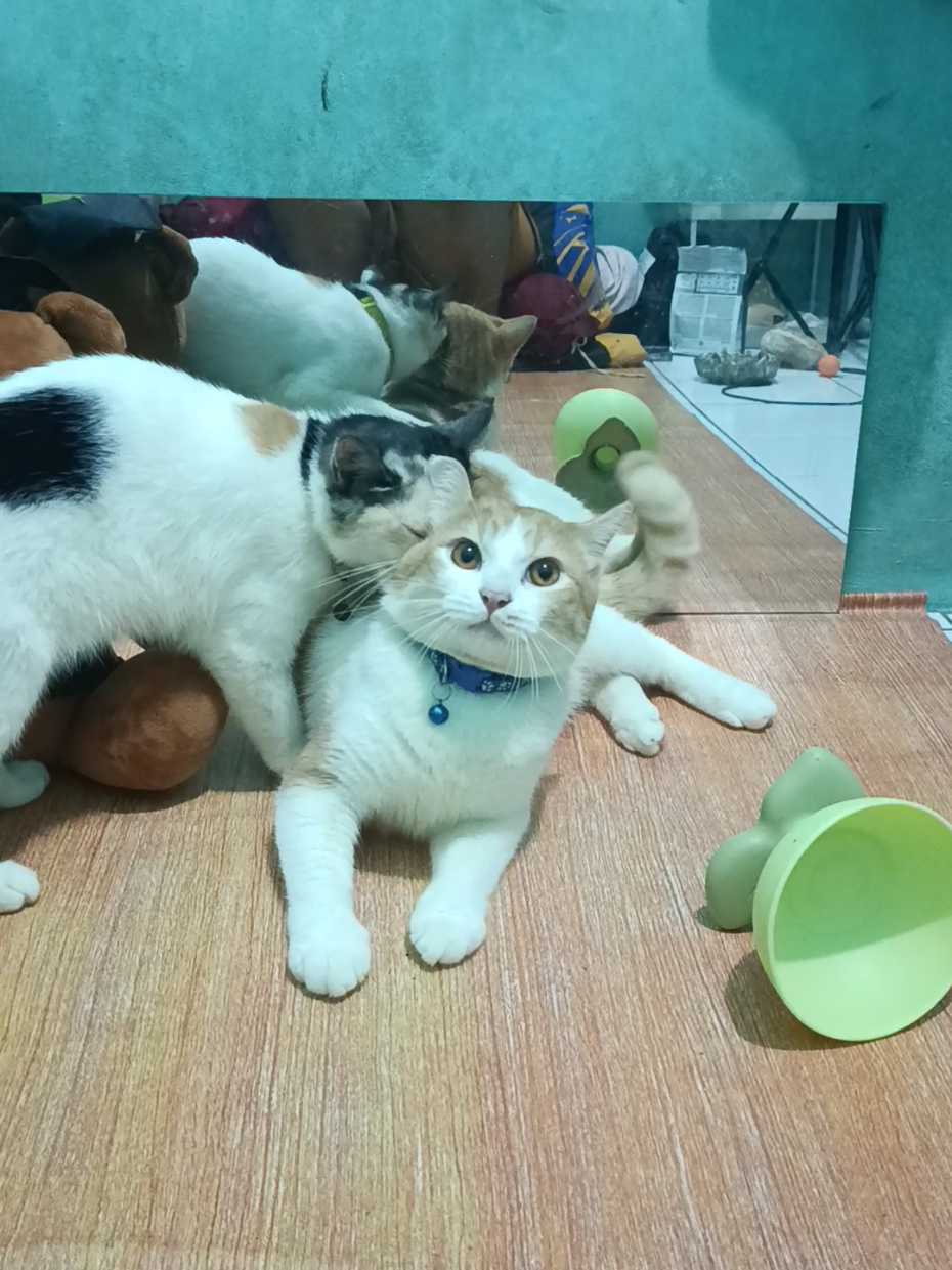 PDKT ABANG DAN ASEP 😅 #kucingbolu #kucinglucu #kucingtiktok 