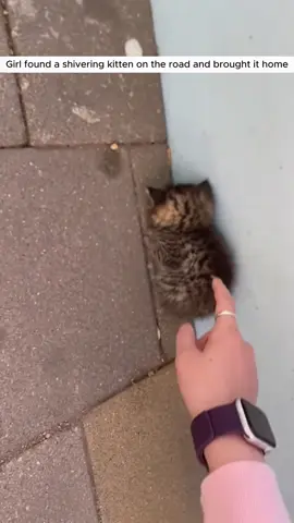 Girl found a shivering kitten on the road and brought it home #animal #animalsoftiktok #animallover #rescueanimals #cat 