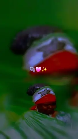 #fyp #foryou #viralvideos #somalilandtiktok💚🤍❤ #