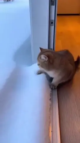 #trending #viralvideo #fyp #growmyaccount #foryou 