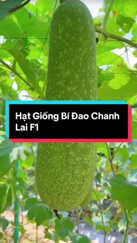 Hạt Giống Bí Đao Chanh Lai F1  #hatgiong #hatgiongbidao #bidaochanh #trongrausach #muataitiktokshop 