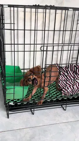 Rồi chừng nào tới khúc dễ thương 🙂  #poddle 