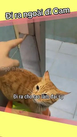 Đi ra ngoài đi Cam 