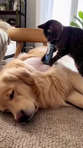 Barber cat strikes again 😹