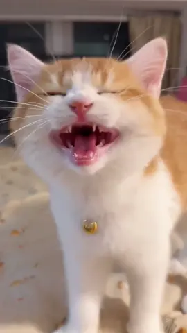 #cat #cute #funny #catsoftiktok #funnyvideos #fyp 
