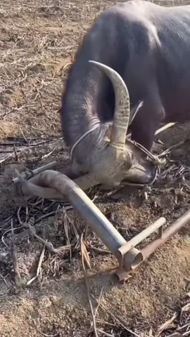 Ai bảo nghề spa nhàn 😂 Cày như trâu  #spacaugiay #xuhuong #gội_đầu_cầu_giấy #dưỡng_sinh 