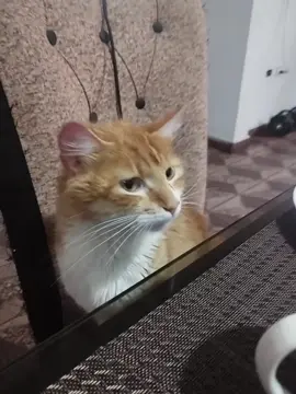 #mandarinovibra #mandarinismo #mandarino 