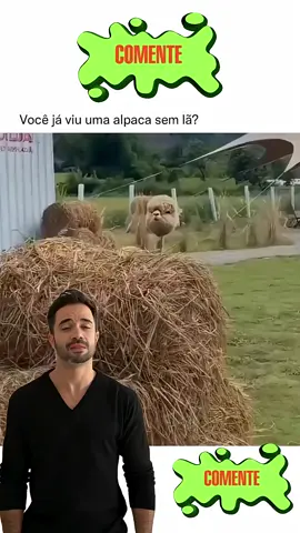 Alpaca Sem Lã O Antes e Depois