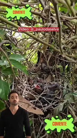 Anu-preto alimentando filhotes