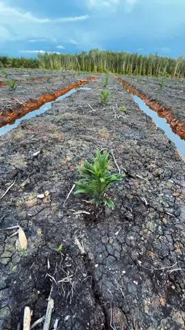 30HST #topaz  #sawit #sawit 