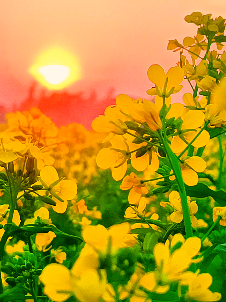 এই নেও তোমার জন্য সরিষা ফুল শুনেছি তোমার পছন্দ নাকি সরিষা ফুল