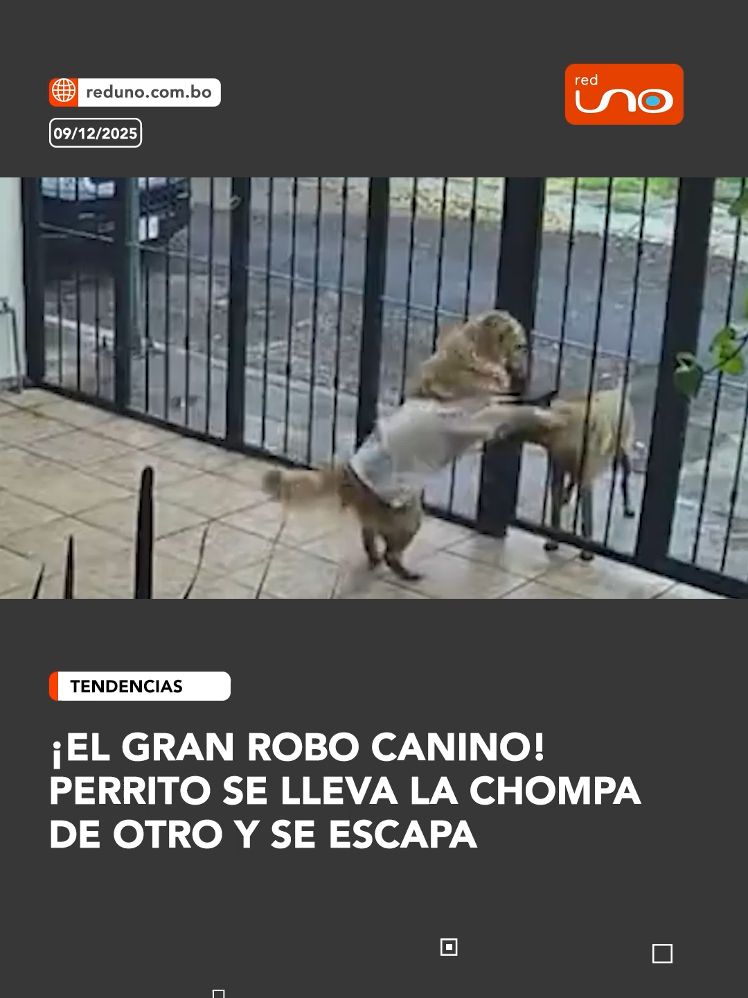 #Tendencias |Un pequeño travieso decidió tomarse la justicia por su cuenta: se robó la chompa de su amigo perrito y salió corriendo como todo un ladrón peludo. Fuente: @san_kinger ▶️ Más información en www.reduno.com.bo l#RedUnoDigital #RedUno #Virales