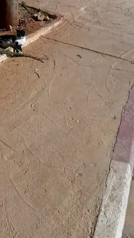 #for #كلام @satsatmamy @satsatmamy @The Demetrious 🏝 🇨🇾 