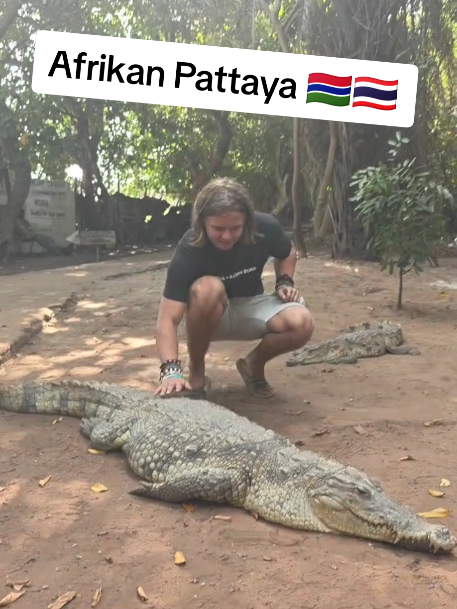 Gambia, tuo Afrikan Pattaya vetää puoleensa melko mielenkiintosta turismia 😂 Gambia on siis tunnettu eläkeläisten seksiturismista, ja aiemmin tänne lennettiin pohjoismaistaki ku yks paikallinen, sittemmin konkurssiin menny lentoyhtiö lennätti pohjoismaisii turisteja puol-ilmaseks Gambiaan. Aikataulumuutosten johdost jouduttiin ottaa viel ylimääräset lennot Gambiast Kap Verdelle, mut onneks saatiin Skiplaggedilla hyvin kilpailutettuu ja löydettyy edullisin vaihtoehto, vaik suolasen hintaset lennot oliki 🥴 #Gambia #Afrikka #Pattaya #matkailu #skiplaggedpartner 