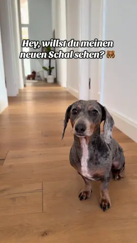 Ich bin jetzt ein 🐻-Chen #dackel #cute #dachshund #dackeloftiktok #dachshundlove 