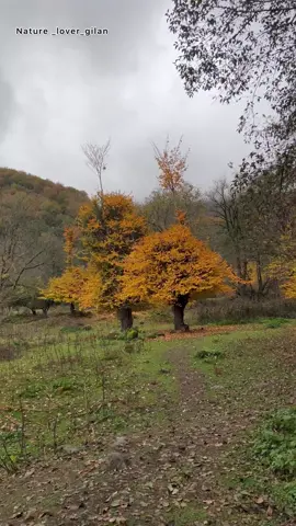 Alish Dasht in autumn ...📍📍       سکوتِ طبیعت حرف‌های قشنگ‌تری از هر واژه‌ای برای گفتن داره 🌿✨ گاهی کافی‌ه فقط نگاه کنی… همین.  ##طبیعت#آ#آلش_دشتگ#گیلان    