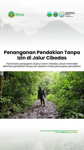 🟩 Penanganan Pendakian Tanpa Izin di Jalur Cibodas Halo Sobat Gepang! 🍃 Tim Polhut TNGGP melaksanakan patroli dan penjagaan di jalur resmi Cibodas untuk menindak aktivitas pendakian tanpa izin selama masa penutupan pendakian. Di Pos Panyangcangan, petugas menemukan beberapa kelompok pendaki yang masuk tanpa Simaksi setelah memulai pendakian pada pukul 02.00 dini hari guna menghindari pemeriksaan. Petugas juga mengidentifikasi dugaan keterlibatan oknum penyedia jasa transit di luar kawasan yang memberikan akses dan informasi menyesatkan. Para pendaki kemudian diperiksa serta diberikan pembinaan secara tegas dan humanis. Penanganan ini dilakukan untuk menjaga kawasan tetap steril selama pemulihan ekosistem, sekaligus mencegah risiko kecelakaan karena pendakian tanpa izin tidak tercatat, tidak memiliki asuransi, dan tidak terpantau petugas. Bagaimana menurutmu, Sobat Gepang? Yuk dukung upaya konservasi dengan like, komentar, dan share agar edukasi ini semakin meluas! 💚 #kemenhut #kehutanan #ksdae #tnggp #gedepangrango 
