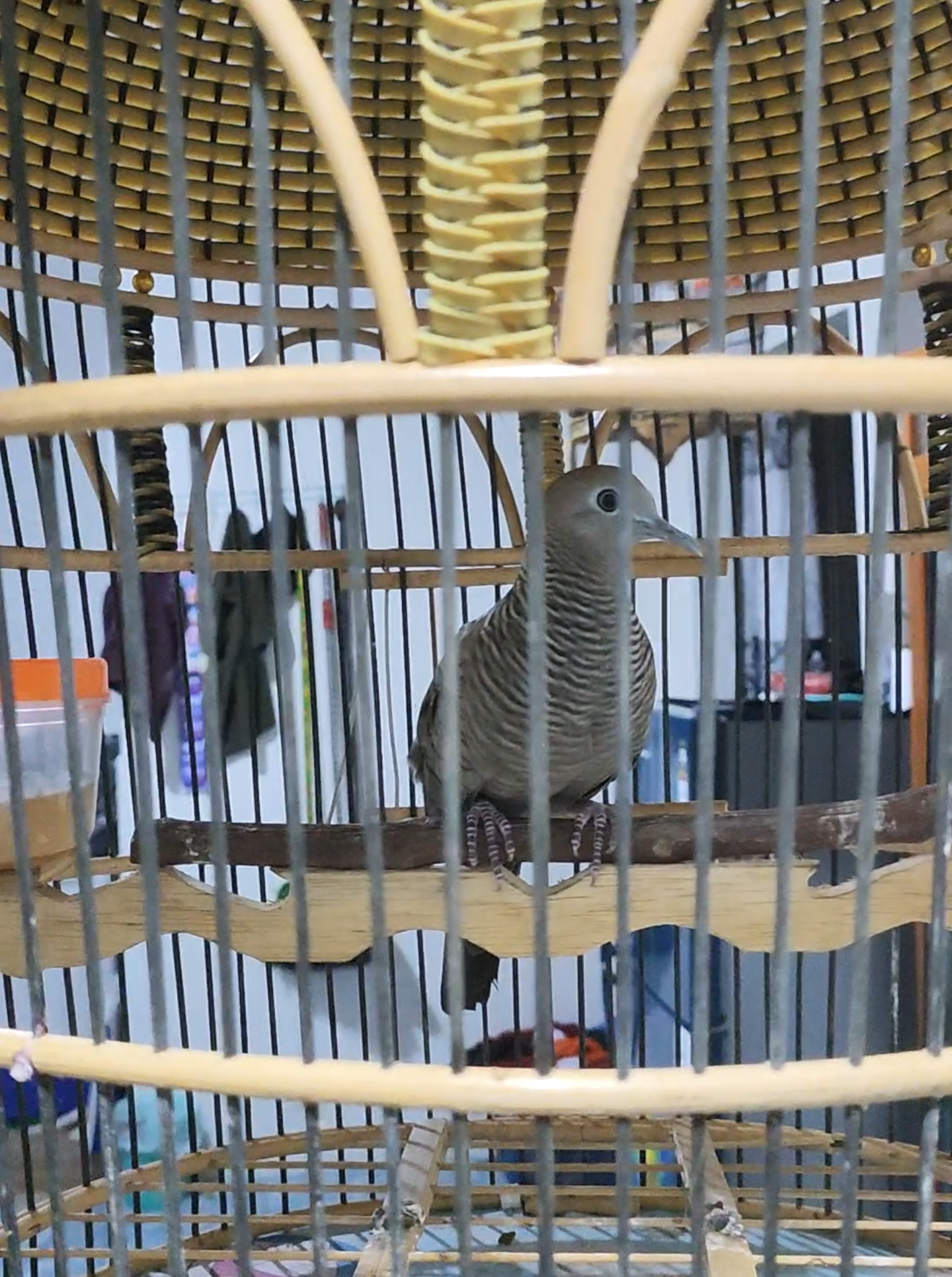 gacoran cemani kolbuntet monggo di pinang lur.. #perkututmania #perkututcrossing #perkututcemanigacor #perkututunik 