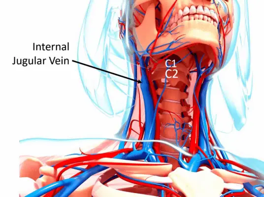 ANNAGA AYAA UGU DHAW!! (وَنَحْنُ أَقْرَبُ إِلَيْهِ مِنْ حَبْلِ الْوَرِيدِ) [ANAGA AYAA UGA DHAW ADDOONKA XIDIDKA HALBOWLAHA QOORTA] Aayaddani ma aha hadal fudud, balse waa digniin, rajo, iyo xusuusin isku mar ah. Maxaa la yiraahdaa Jugular Vein? Jugular vein waa halbowlaha weyn ee dhiigga ka keena madaxa iyo qoorta kuna soo celinaya wadnaha.  Xididdadan waxay aad ugu dhow yihiin dusha sare ee qoorta, waxaana loo arkaa halbowlaha ugu dhow ee xiriirka tooska ah la leh maskaxda iyo qalbiga, Haddii uu istaago ama go’o, qofku waqti aad u gaaban ayuu ku dhiman karaa. Marka Allah leeyahay:   