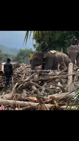 Habitatnya dicuri, saat ada bencana gajah dicari🥺💔 definisi “selalu jadi baik walau kadang balasannya tak pernah masuk ke hati” #gajah #evakuasi #banjirbandang #sumatera #beritaviral 