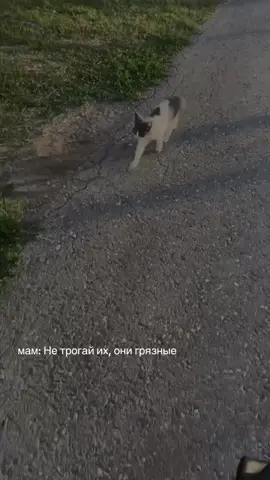 #fyp #chechen #chechnya #cats #Summer 