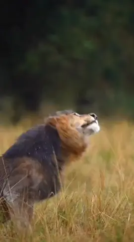 #تركيا_اسطنبول_العراق_سوريا_مصر #تركيا🇹🇷اسطنبول #العراق #capcutamor #catsoftiktok 