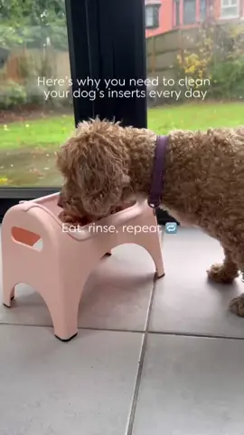 Your dog bowl is in the top 4 germiest items in your house! 🫣 #dogbowls #doghygiene #doghealth #dogbowl