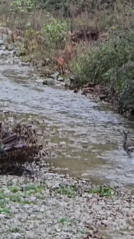 Bu güzel Hayvanın adı Elik mi? karaca mı? geyik mi?  Ceylan mı? #geyik #ceylan #elik #geyik #karaca 