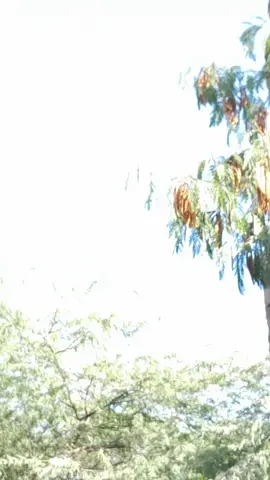 #ethiopian_tik_tok🇪🇹🇪🇹🇪🇹🇪🇹 #fypシ゚vira#fyppppppppppppppppppppppp  Repost 🙏