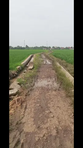 Desa kami masih butuh dana desa pak 🥲 Masih panjang jalan rusak disetiap tiap dusun apalagi JUT masih rusak, kasian bagi petani yang terhalang dengan kondisi yang memperhatikan #kemenkeu #kemendes #purbayayudhisadewa #dedimulyadi #fyppppppppppppppppppppppp 