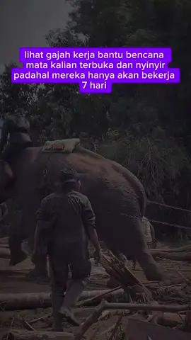 mari jangan ganggu Mahout dan gajah2nya  yang sedang bekerja di daerah bencana untuk 7 hari, lihatlah nasib gajah2 yang diperkejakan di daerah wisata, padahal harusnya wisata suatu Daerah itu menawarkan keindahan alam, kebudayaan bukan eksploitasi Hewan  #SaveGajahSumatraInBali #JusticeForGajahSumatra #GajahSumatraDiBali