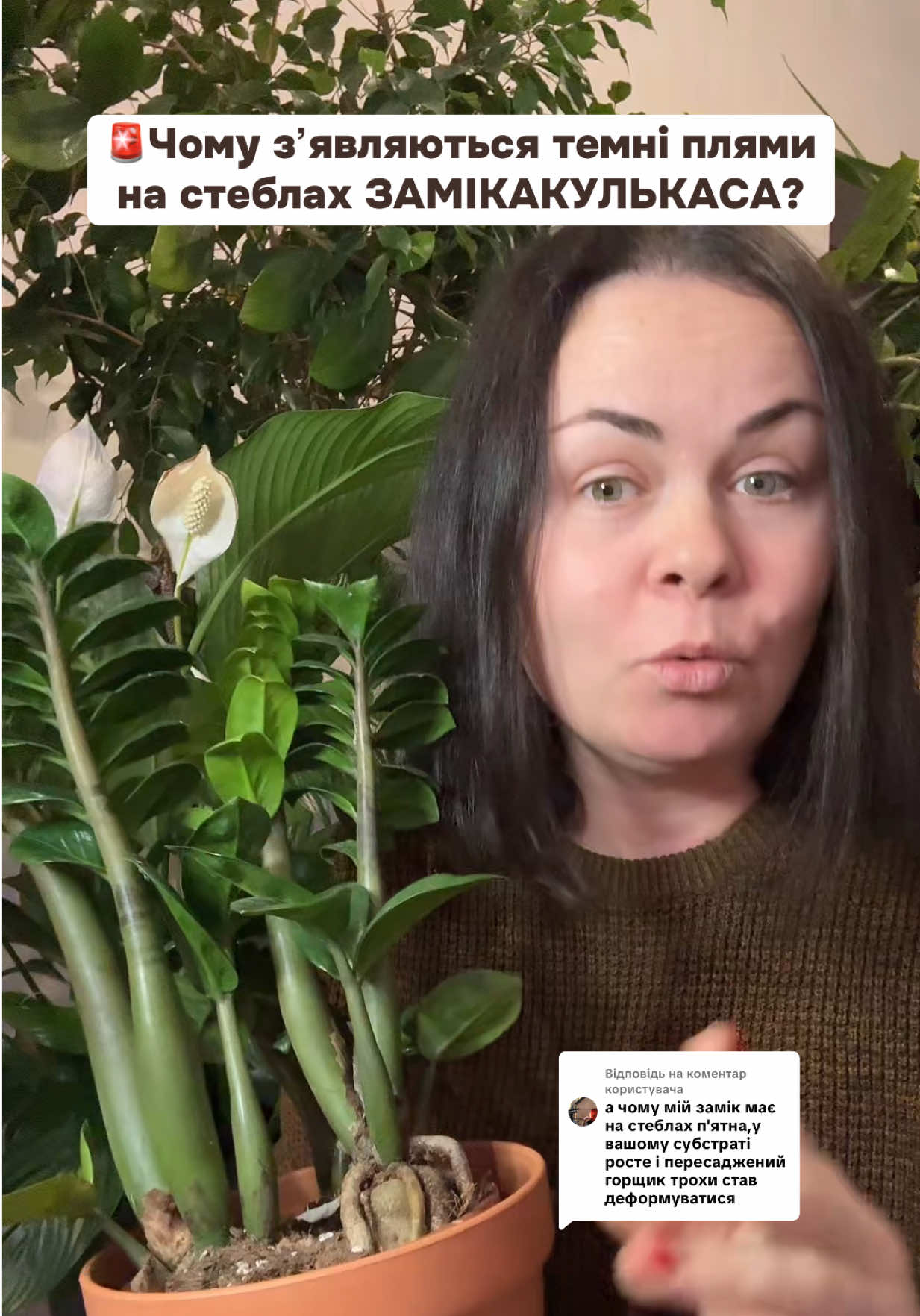 Відповідь користувачу @natalochka19830  Темні плями на заміокулькасі - проблема чи ні? Ґрунт для пересадки заміокулькаса -  @Квіткарка Інна🪴  #квіткарка_інна #грунт #рослини #квіти🌺🌸🏵️ #цветы 